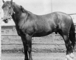 stallion Sosed (Orlov Trotter, 1980, from Svetljak)