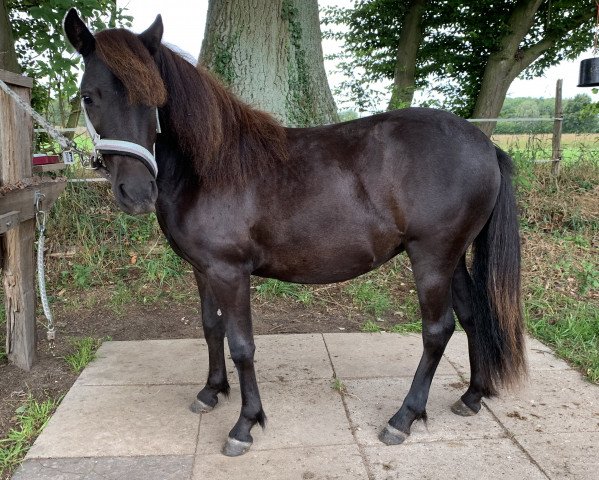 broodmare Deike von der Mühle (Shetland Pony, 2018, from Flaps)