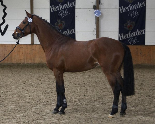 stallion Crimpack's Carlot R (Westphalian, 2009, from Carell)