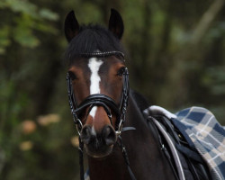 dressage horse Nox S (German Riding Pony, 2006, from Nantan)