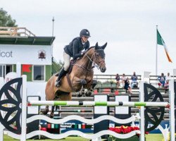 jumper Bumblebee (Oldenburg show jumper, 2008, from Sergeant Pepper I)