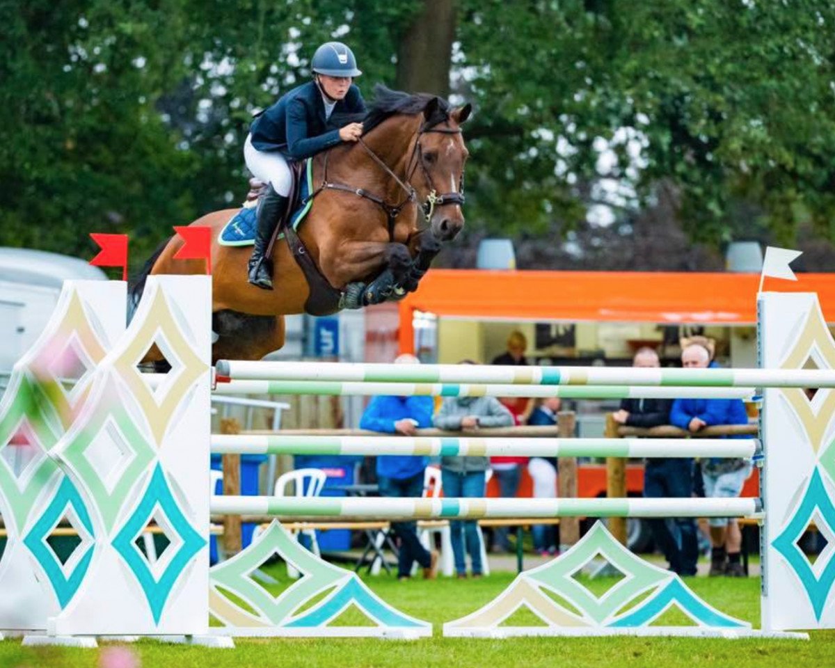jumper Enrique (KWPN (Royal Dutch Sporthorse), 2009, from Tangelo van de Zuuthoeve)