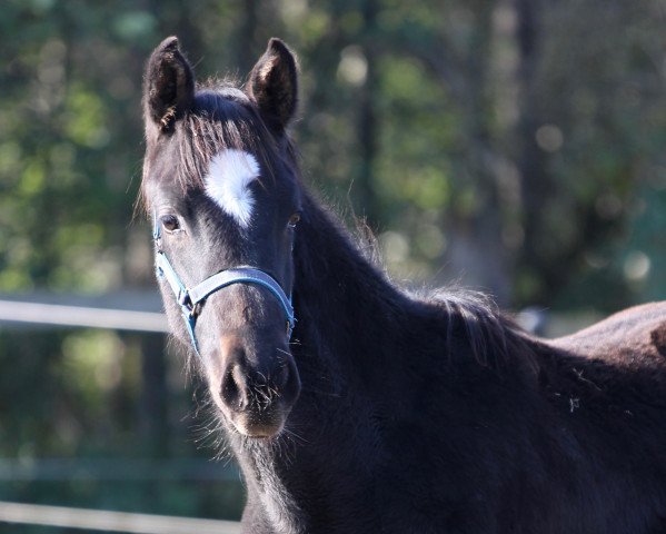 dressage horse Bileam (Westphalian, 2019, from Bossanova 28)
