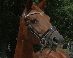 broodmare Love Tale (Oldenburg, 1999, from Argentinus)