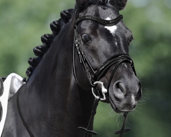 stallion Novalis T (German Riding Pony, 2007, from Nabucco R)