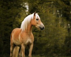 Springpferd Sterzing (Haflinger, 2015, von Strauss)