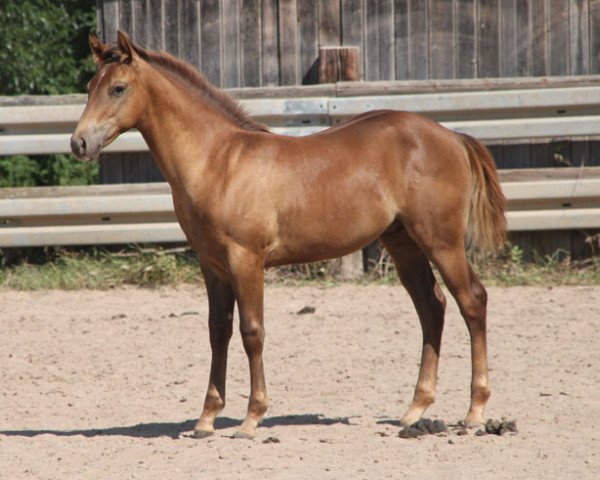 Deckhengst GH Best Buddy (Quarter Horse, 2019)