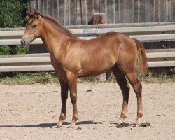 Deckhengst GH Best Buddy (Quarter Horse, 2019)