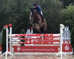 jumper Havelly (KWPN (Royal Dutch Sporthorse), 2012, from Tangelo van de Zuuthoeve)