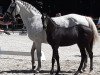 jumper Glasgow´s boy (Oldenburg show jumper, 2019, from Glasgow van het Merelsnest)