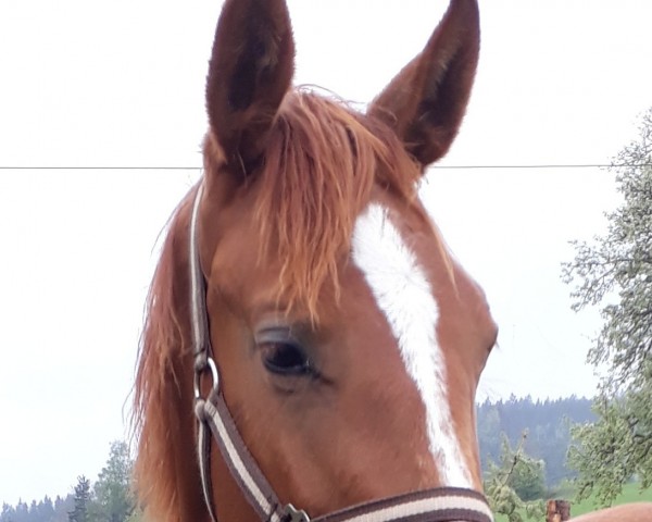 Springpferd Leroy (Trakehner, 2018, von Sky Walker)