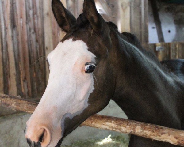 horse Arlequina (Trakehner, 2018, from Prince Patmos)
