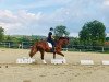 dressage horse Califix (German Warmblood, 2011, from Califax)