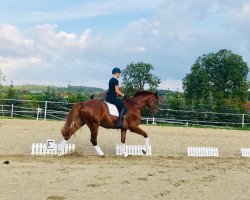 dressage horse Califix (German Warmblood, 2011, from Califax)