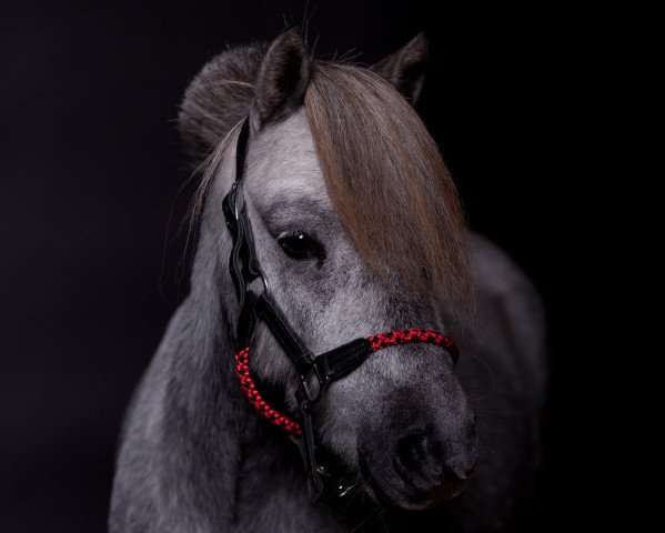 horse Courad NBK (Dt.Part-bred Shetland pony, 2014)