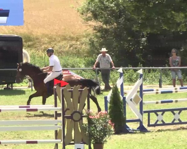 Reitturnier Herrenberg-Gültstein 2016
