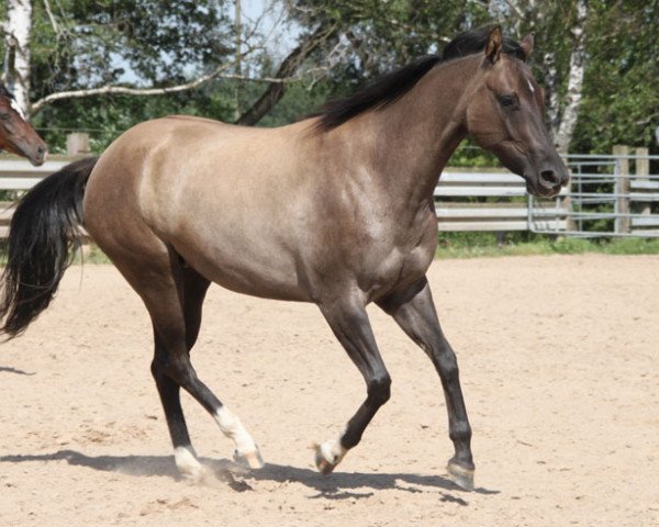 broodmare GH DUN CHEPI (Quarter Horse, 2017, from Dun It On The QT)
