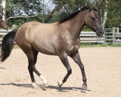 Zuchtstute GH Dun Chepi (Quarter Horse, 2017, von Dun It On The QT)