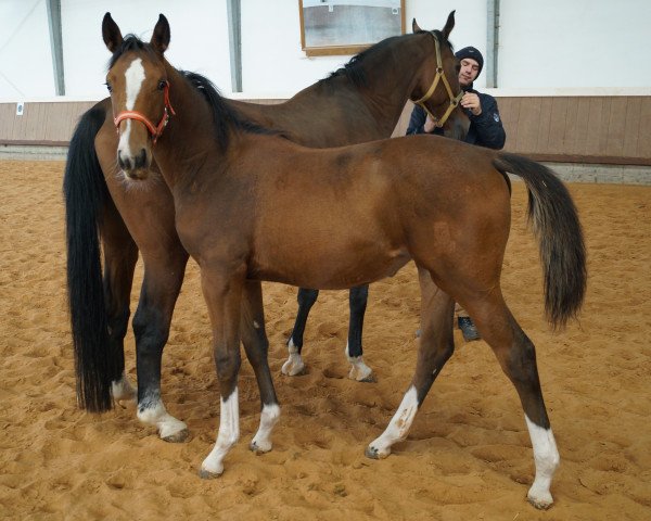 broodmare Galenia SG (German Sport Horse, 2014, from Rasso Royal)