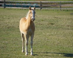 broodmare Belinda SG (4,59% ox) (Edelbluthaflinger, 2018, from Salvator SCH (5,27% ox))