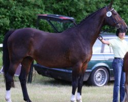 broodmare Lollipop (Hanoverian, 1999, from Laptop)