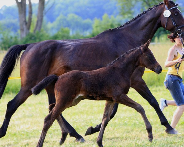 broodmare Cashew Queen (Hanoverian, 2007, from Cassus 2)