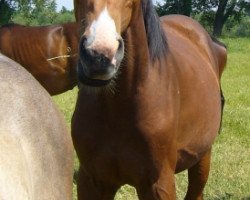 jumper As di Boy (Hanoverian, 2010, from As di Villagana)