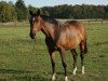 dressage horse Fabienne 484 (Trakehner, 2010, from Sanssouci)