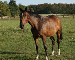 dressage horse Fabienne 484 (Trakehner, 2010, from Sanssouci)