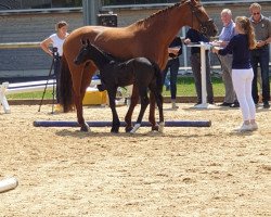 dressage horse Dandelion (German Sport Horse, 2019, from Don K)