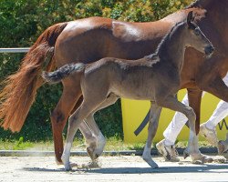 dressage horse Delaware (Hanoverian, 2019, from DeLorean)