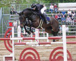 jumper Stamford 2 (Hanoverian, 2011, from Stalypso)