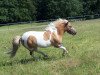 Dressurpferd Jasper (Shetland Pony, 2006, von Hayes Hill Stephano)