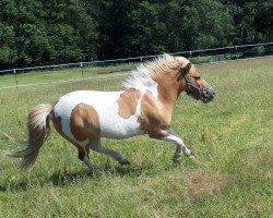 dressage horse Jasper (Shetland Pony, 2006, from Hayes Hill Stephano)