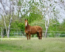 jumper Dunja Happiness Sparks (German Riding Pony, 2004, from Kaiserwinner)