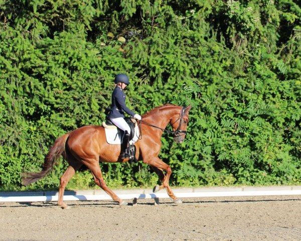 dressage horse Do what you love (Hanoverian, 2014, from Dancier)