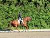 dressage horse Do what you love (Hanoverian, 2014, from Dancier)