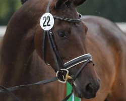 broodmare Belle Vie (Trakehner, 2012, from Kentucky)