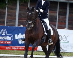 dressage horse Denver Nights (Hanoverian, 2012, from Dancier)