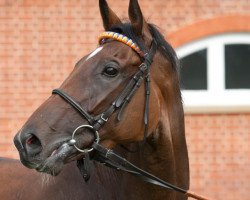 broodmare Danedream xx (Thoroughbred, 2008, from Lomitas xx)