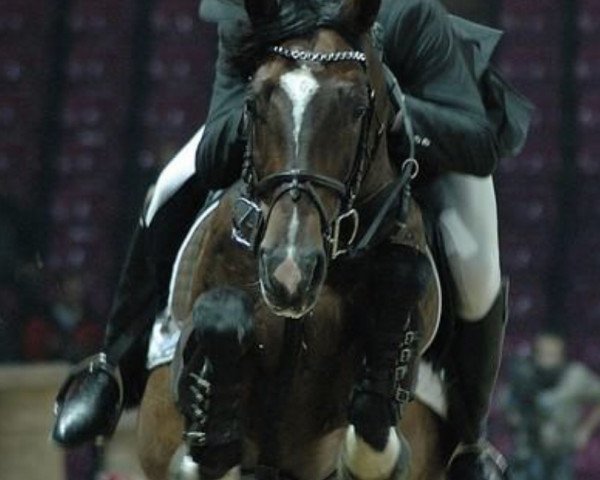 stallion Maaik (KWPN (Royal Dutch Sporthorse), 1994, from Equador)