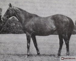 broodmare Sardynia xx (Thoroughbred, 1961, from Casanova xx)