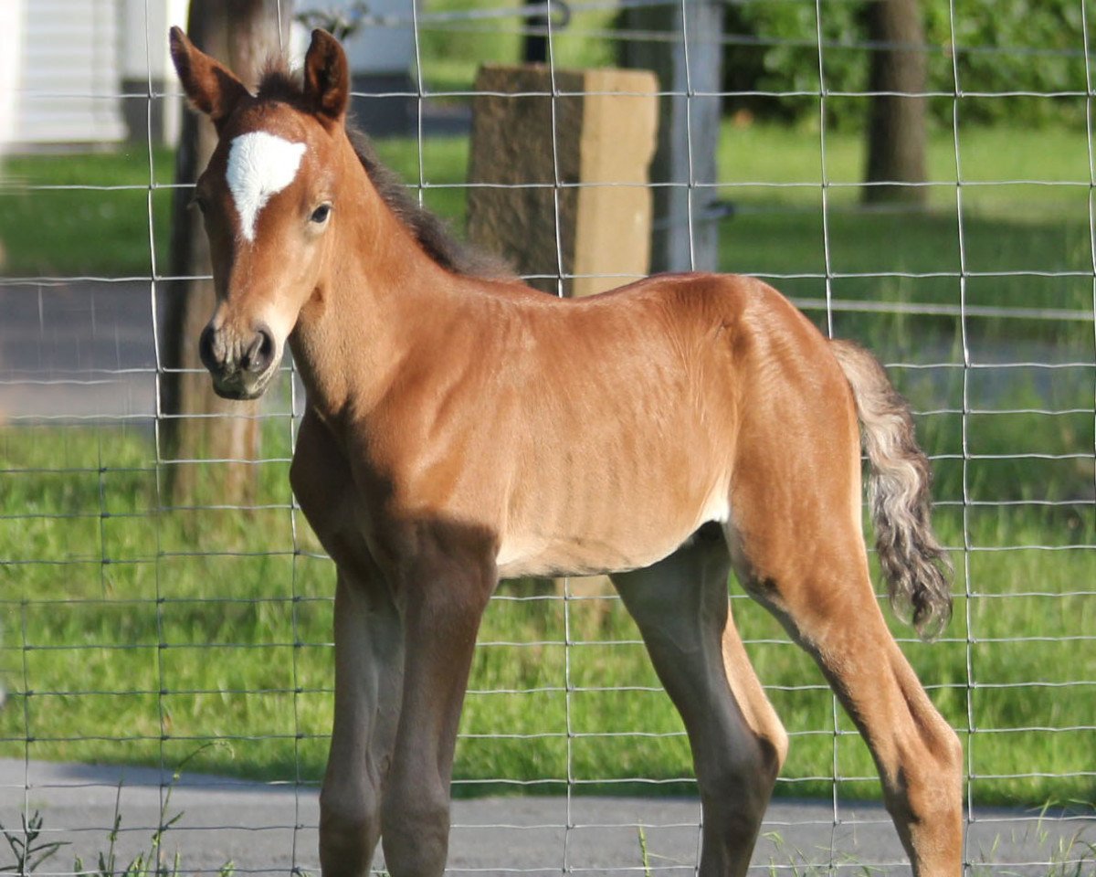 stallion Hengst von Dallmayr K (German Riding Pony, 2019, from Dallmayr K)