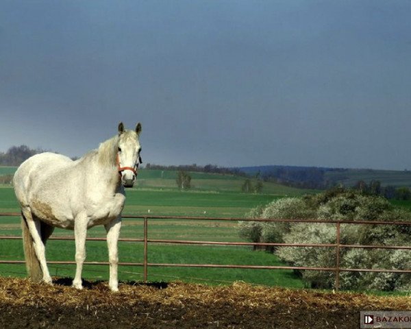 Zuchtstute Happily (Malopolska, 1990, von Bralin xx)