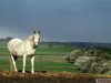 broodmare Happily (Little-Poland (malopolska), 1990, from Bralin xx)