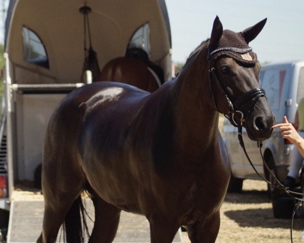 dressage horse Duchesse Royal (Westphalian, 2014, from Don Frederic 3)
