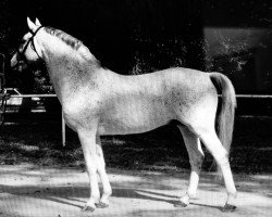 stallion Hetman (Great Poland (wielkopolska), 1995, from Trawant)