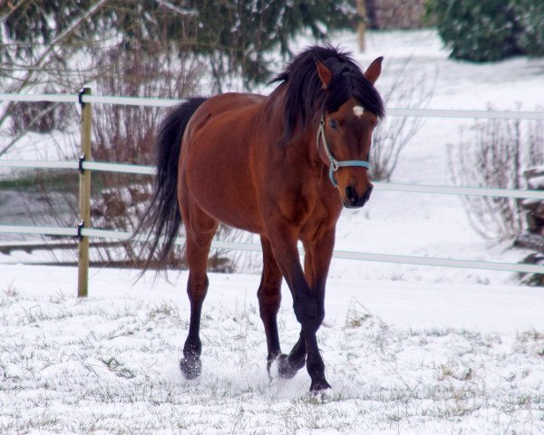 Deckhengst Zahron ox (Vollblutaraber, 1994, von Zarif ox)