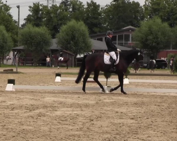 Reitturnier Münster-Roxel 2016