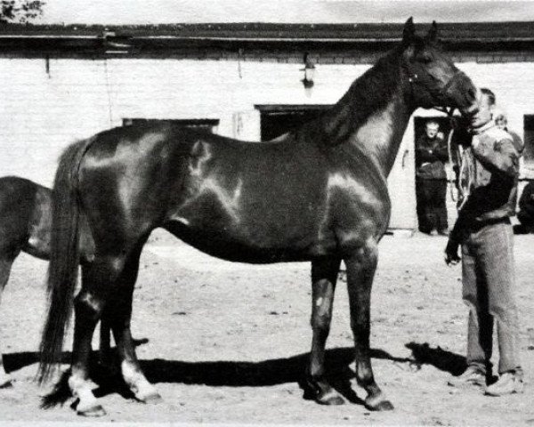 Zuchtstute Presli (Russisch Trakehner, 1992, von Ves)